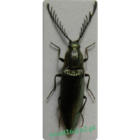 Ctenicera pectinicornis (Linnaeus, 1758) Zaciosek grzebykoczułki